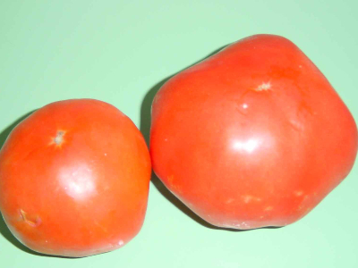 tomata1